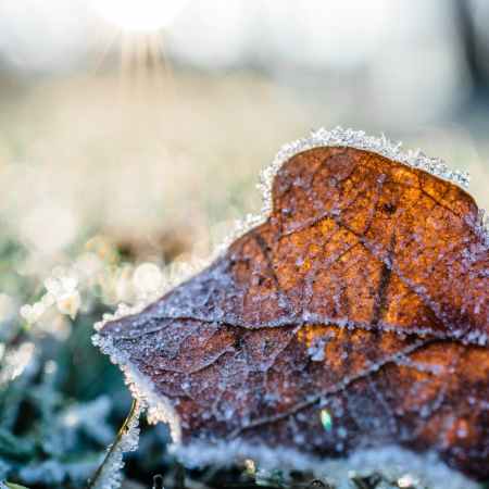 dried leaf cover by snow at daytime
